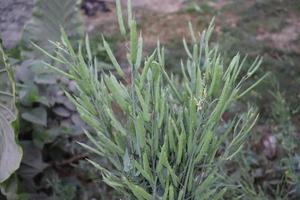 raw mustard closeup with tree photo