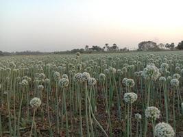 white colored onion flower on firm photo