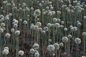 white colored onion flower on firm photo