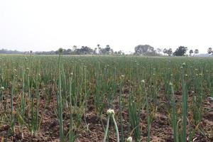 green colored onion crop on firm photo