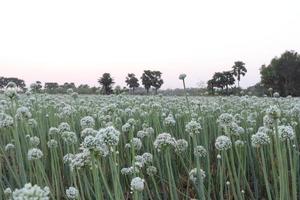 white colored onion flower on firm photo