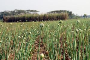 white colored onion flower on firm photo