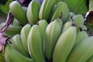 tasty and healthy raw banana bunch photo