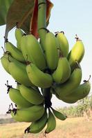 Racimo de plátano crudo sabroso y saludable foto