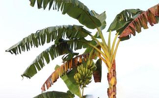 Racimo de banano crudo saludable en el árbol foto