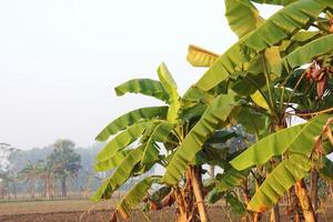 green colored banana tree stock photo