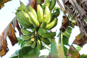 Racimo de banano crudo saludable en el árbol foto