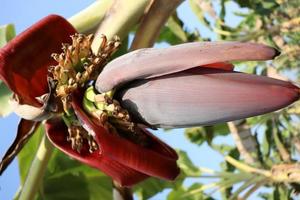 banana flower with tree on firm photo