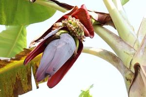 banana flower with tree on firm photo