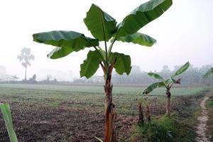 green colored banana tree stock photo