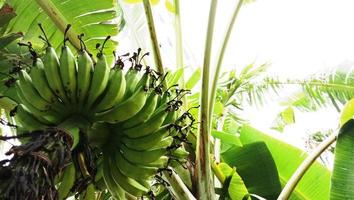 Racimo de banano crudo saludable en el árbol foto