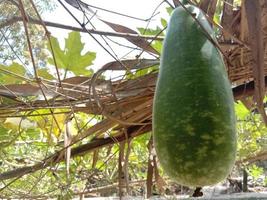 healthy and tasty bottle gourd on firm photo