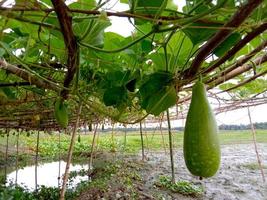 Bottle Gourd Closeup on Farm on lake photo