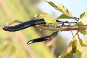 tasty and healthy Brinjal closeup on tree photo