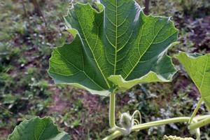 healthy and fresh bottle guard leaf photo