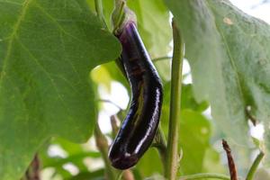tasty and healthy Brinjal closeup on tree photo