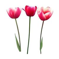 Floral background with Tulips Vector Illustration