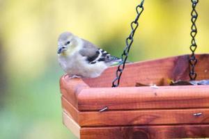 Black-capped Chickadee Feeding on Seed photo