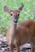white tail deer wandering around thick forest near water photo