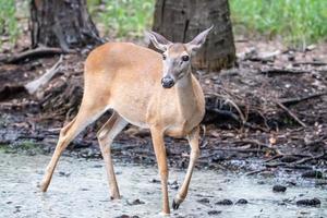 white tail deer wandering around thick forest near water photo