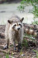 raccoon causing mischief at a campsite photo