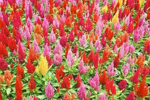 Coloridas flores de cresta de gallo emplumadas o celosia argentea blossom foto