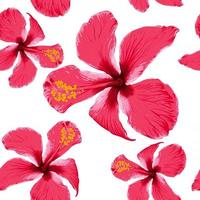 Seamless pattern tropical summer with red Hibiscus flowers on isolated white background.Vector illustration hand drawing dry watercolor style.For fabric design. vector