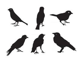 Birds Silhouettes Isolated on White Vector Illustration