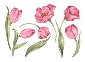 conjunto de tulipanes rosas. Ilustración botánica floral acuarela. vector