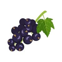 Black currant icon. A source of vitamin C vector