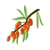 Sea buckthorn icon. A source of vitamin C vector