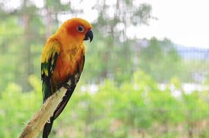 Sun Conure parrot birds on the  branch