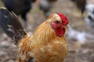 Rooster in the farm photo