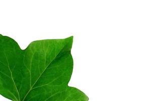 Green leaf close up isolated photo