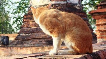 braune süße Katze an der Wand video