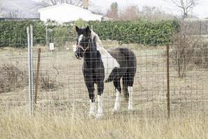 Wild horse on a farm photo