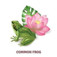 Realistic Frog Image Vector Illustration