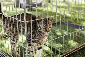 Iberian lynx in a captive cage
