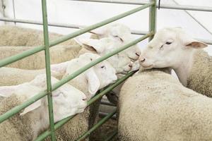 Sheep farm in captivity photo