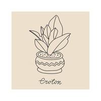 postcard template with indoor croton in the pot vector