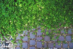 Pilea nummulariifolia Creeping Charlie leaves and stone path background photo