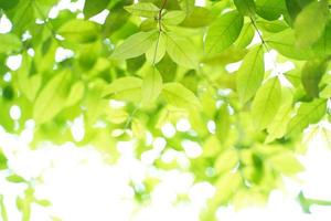 Natural green leaf background with selective focus. Closeup nature view of green leaf on blurred greenery background photo