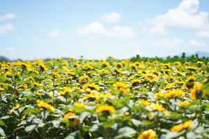 Sunflower field with blue sky photo