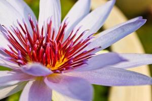 White lotus in water photo