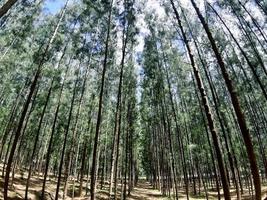 bosque de coníferas. paisaje de verano para la decoración. bosque de abetos, pinares, pinares, pinos. foto