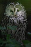 Portrait of Ural owl photo