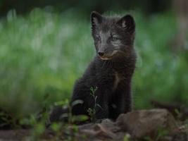 Portrait of Arctic fox photo