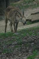 Siberian ibex on rock photo