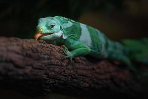 Fiji banded iguana photo