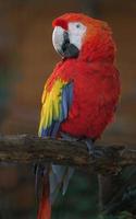 Scarlet macaw on branch photo